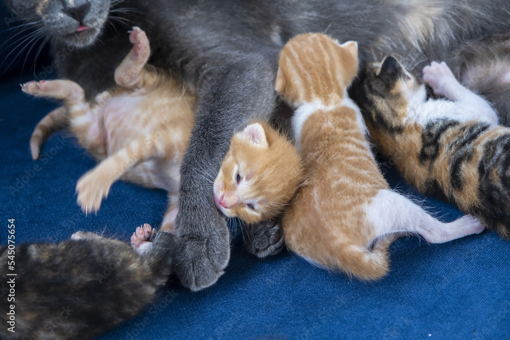 Mother cat lay down and breast her kittens, wide angle newborn cats