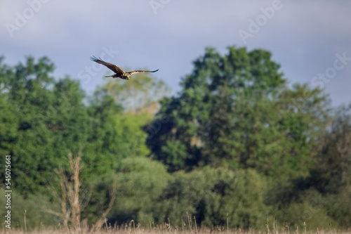 marsh harrier flying in the sky