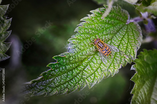 helophilus pendulus, insect on a leaf photo