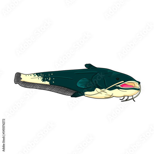 catfish vector illustration