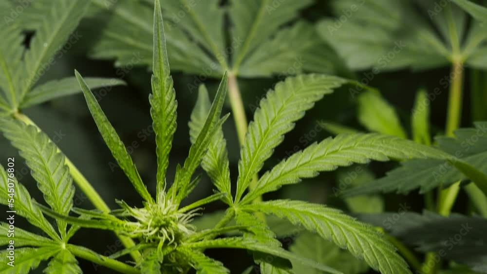 leaf plant hemp. cannabis marijuana close up leaf plant hemp. cannabis marijuana close up