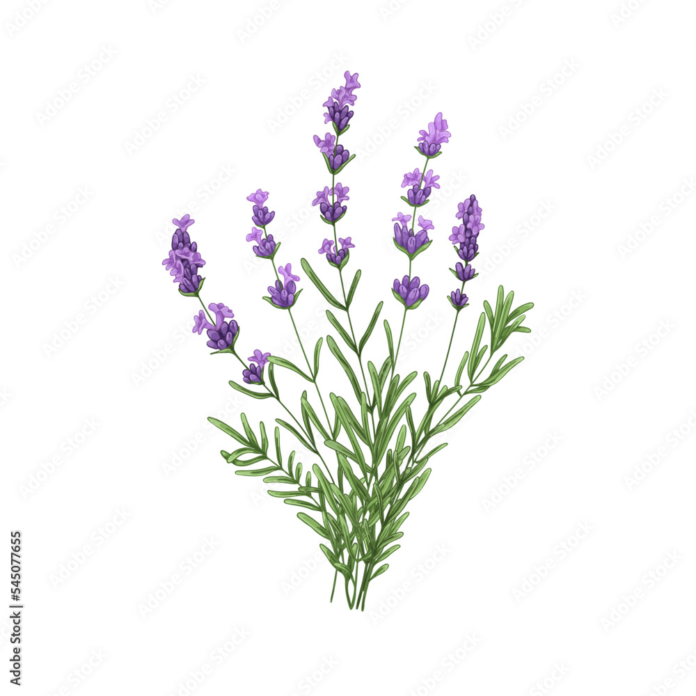 Fototapeta premium Purple lavender flowers bunch. French blooms, herbs. Wild floral posy, violet lavandula, Provence lavander. Realistic hand-drawn colored vector illustration of lavanda isolated on white background