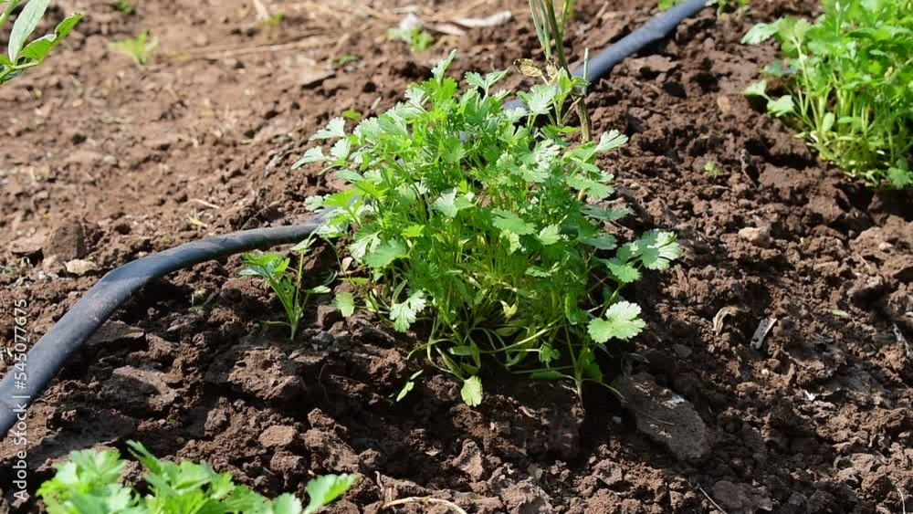 Close up fresh growing green coriander (cilantro) leaves in vegetable plot Close up fresh growing green coriander (cilantro) leaves in vegetable plot