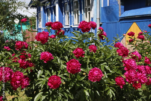 Purple peonies flowers in garden  summer blossoming in Suzdal town  Vladimir region  Russia. Russian countryside nature. Red peony bloom. Peonies blossom. Wooden house with ornamental windows  frames