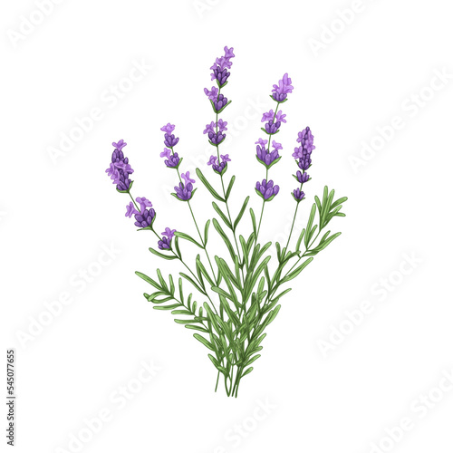 Purple lavender flowers bunch. French blooms, herbs. Wild floral posy, violet lavandula, Provence lavander. Realistic hand-drawn colored vector illustration of lavanda isolated on white background