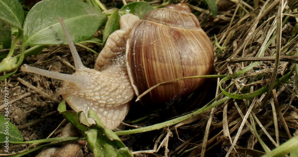Wildlife snail crawling on a leaf in the grass. Macro, extreme close up. Moving tentacles. Snail in natural habitat concept. Top view Wildlife snail crawling on a leaf in the grass. Macro, extreme close up. Moving tentacles. Snail in natural habitat concept. Top view