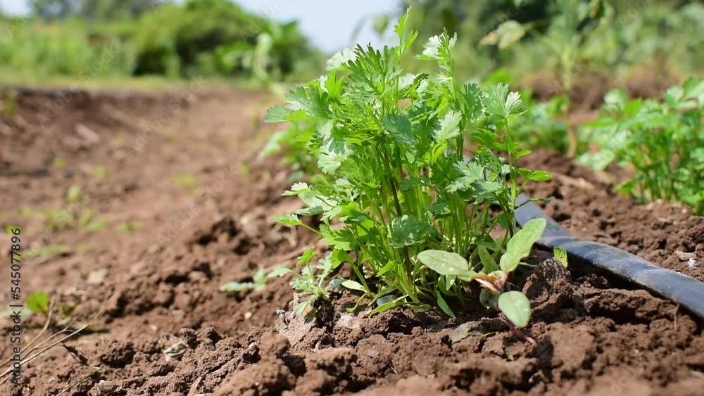Close up fresh growing green coriander (cilantro) leaves in vegetable plot Close up fresh growing green coriander (cilantro) leaves in vegetable plot