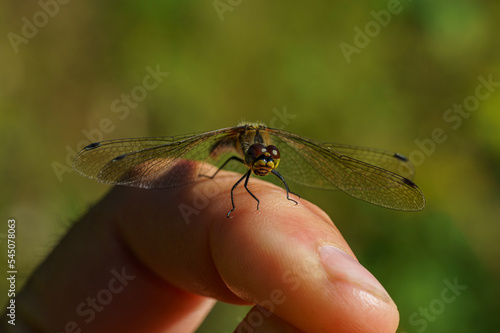 Detailed view of a dragonfly sitting on my finger in sunlight