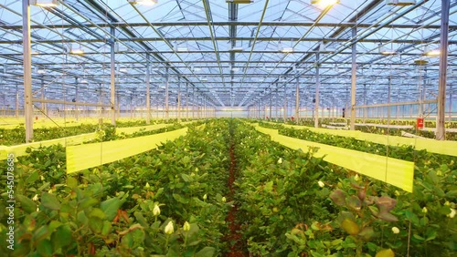 Production and cultivation flowers. Immense roses plantation.