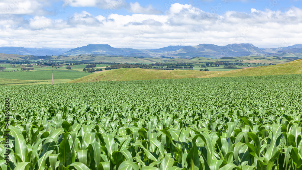 Maize Corn Crops Farming Agriculture Field Landscape in Rural  Mountains Summer Season Landscape.