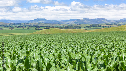 Maize Corn Crops Farming Agriculture Field Landscape in Rural  Mountains Summer Season Landscape.