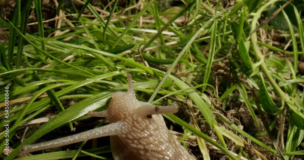 Snail head in the grass. Macro, extreme close up. Rotating tentacles, eyes. Top view Snail head in the grass. Macro, extreme close up. Rotating tentacles, eyes. Top view