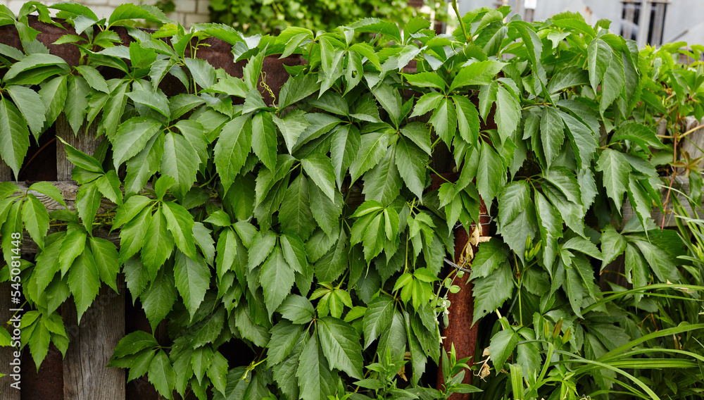 Background from leaves of wild grapes. Wall of green leaves of wild grapes Background from leaves of wild grapes. Wall of green leaves of wild grapes