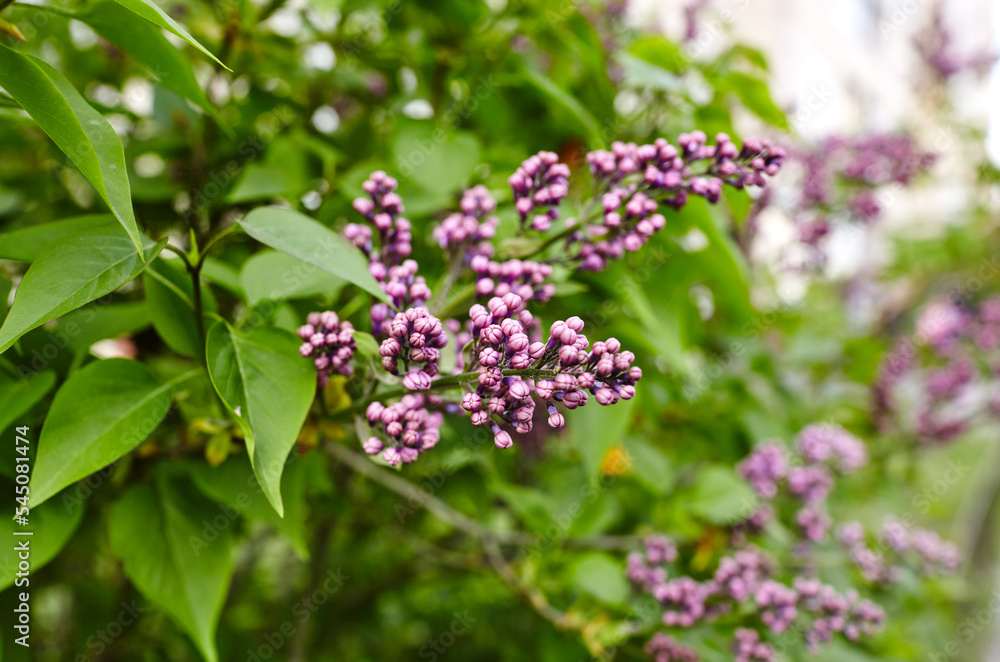 Beautiful lilac flowers branch on a green background, natural spring background. Blooming lilac bush with tender flower. Selective focus, blurred background Beautiful lilac flowers branch on a green background, natural spring background. Blooming lilac bush with tender flower. Selective focus, blurred background