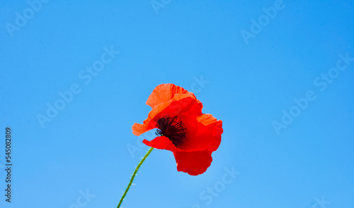 Head of red poppy flower. Black stamens and large scarlet petals. Flower stem. One plant. Design element. Blue background.