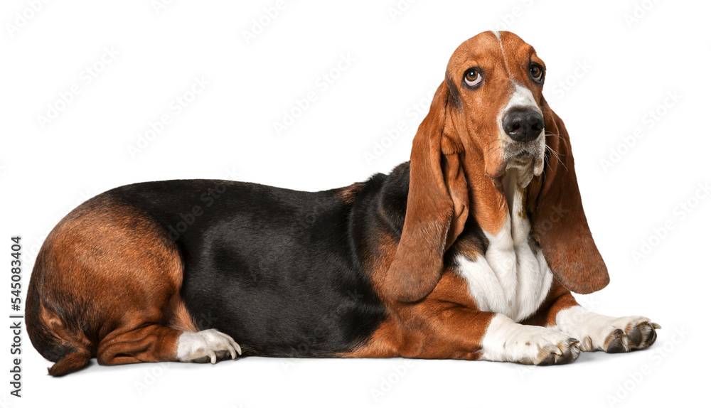 Basset Hound Lying Down Basset Hound Lying Down
