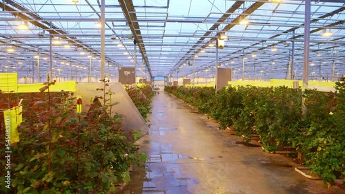 Production and cultivation flowers. Immense roses plantation.
