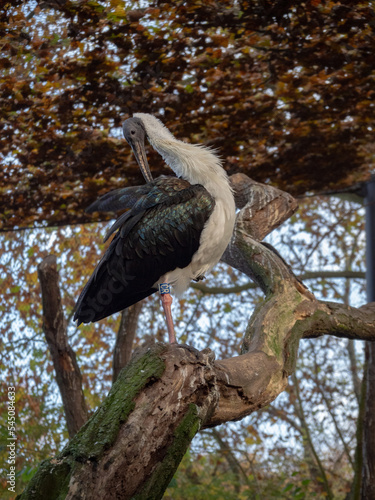 A white-necked stork perched on a tree
