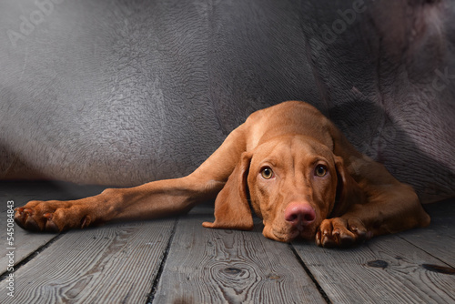 Magyar Vizsla in the studio