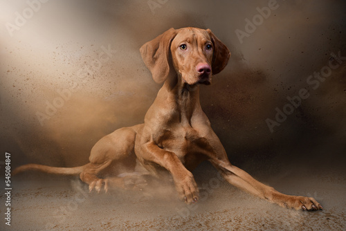 Magyar Vizsla in the studio with dust