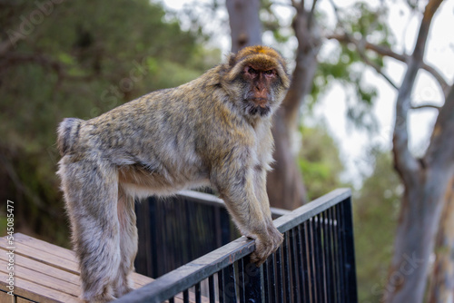 Barbary macaque at Rock of Gibraltar, UK.