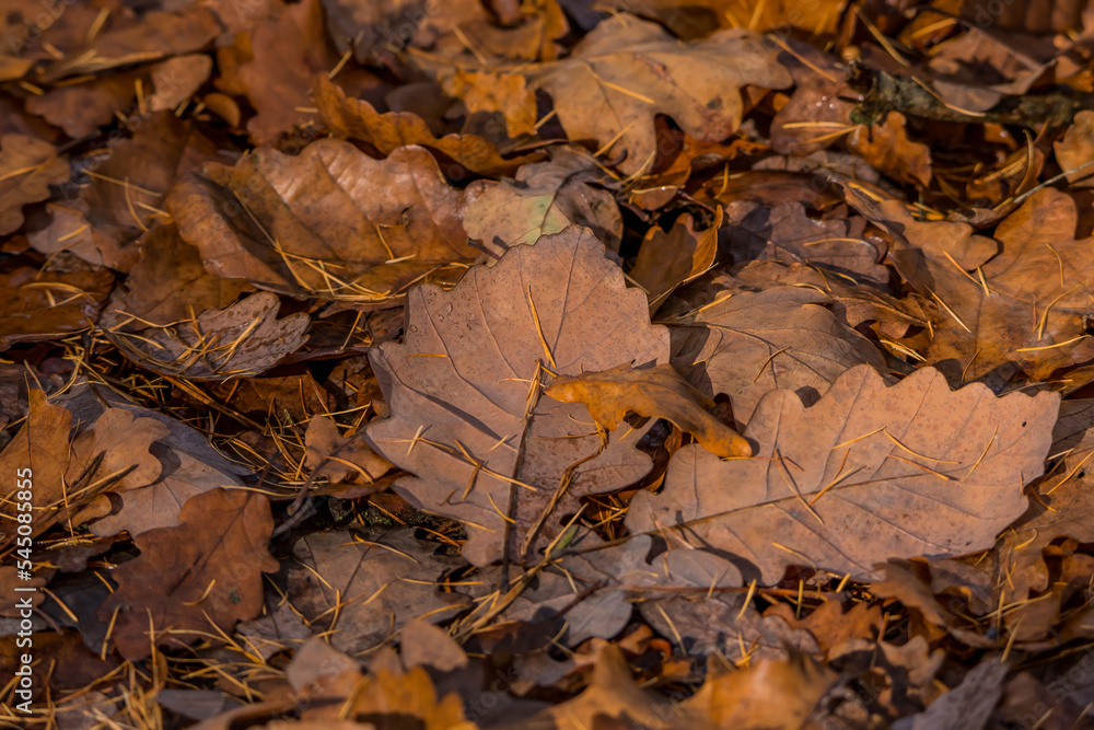 Natural background. Forest landscape. Autumn.