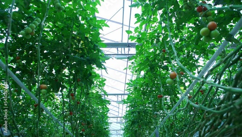 Organically grown tomatoes at the farm