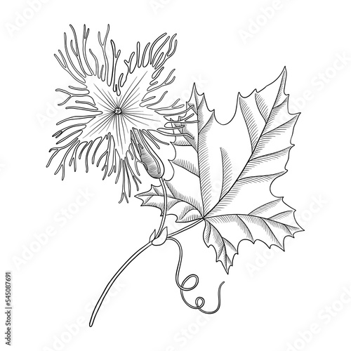 vector drawing plant of Chinese cucumber ,Trichosanthes kirilowii, herb of traditional chinese medicine, hand drawn illustration photo
