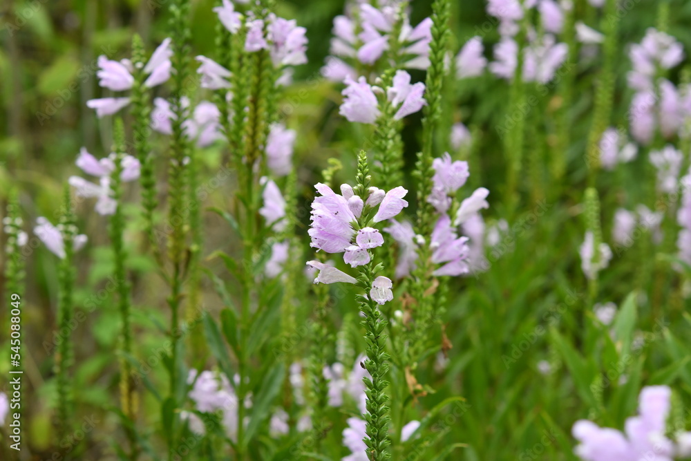 雑草の花