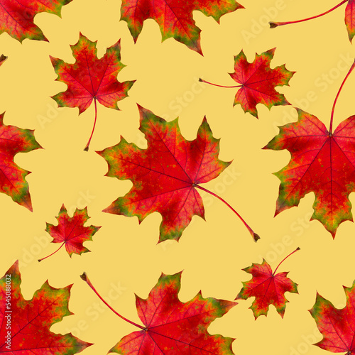 Autumn leaf. Seamless pattern of autumn red maple leaves on a yellow backgrou...