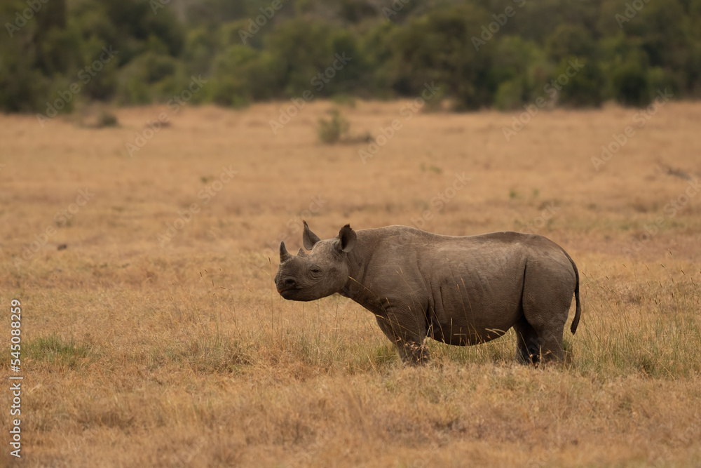 Obraz premium White Rhinoceros Ceratotherium simum Square-lipped Rhinoceros at Khama Rhino Sanctuary Kenya Africa.