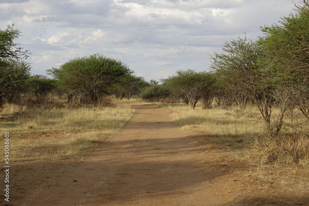 Sentier en Afrique