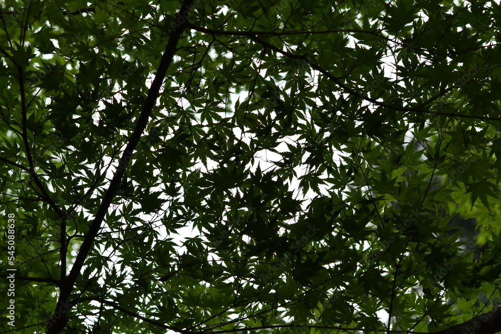 モミジの木陰 モミジの木陰