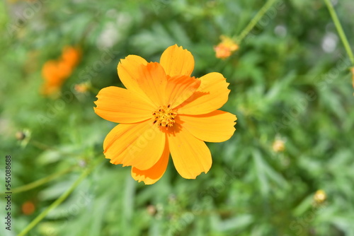 オレンジ色の花 コスモス
