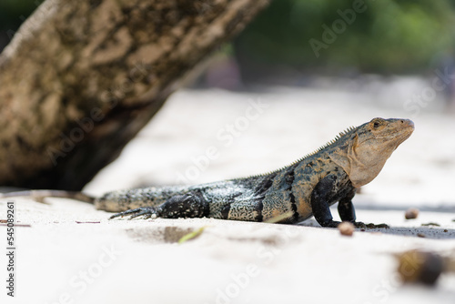 Big iguana on the beach of Braulio Carrillo National Park in Costa Rica. photo