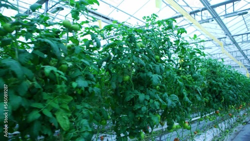Organically grown tomatoes at the farm