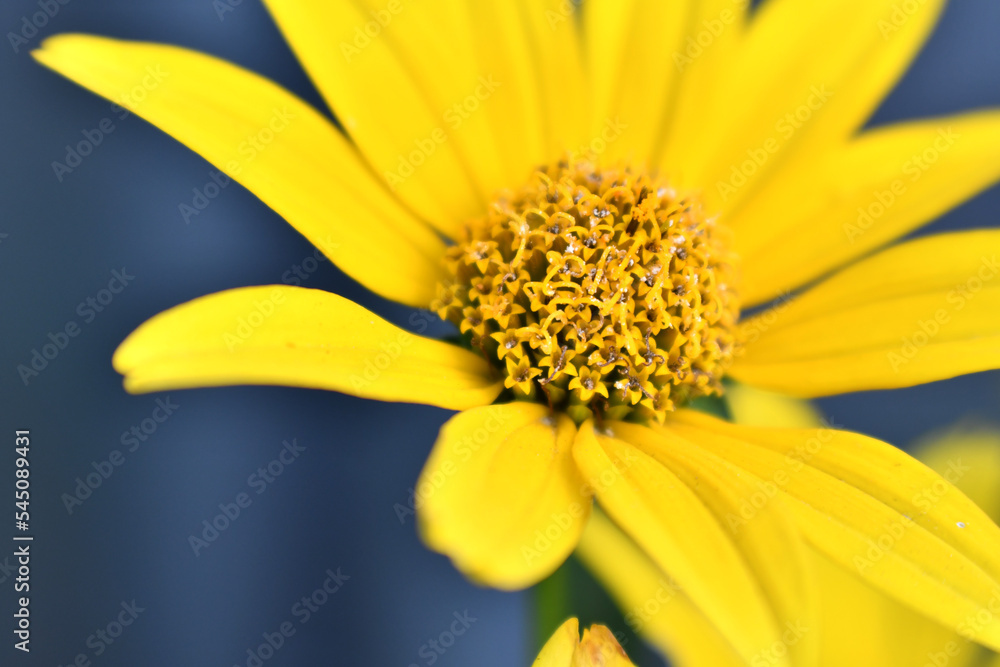 黄色の花 黄色の花