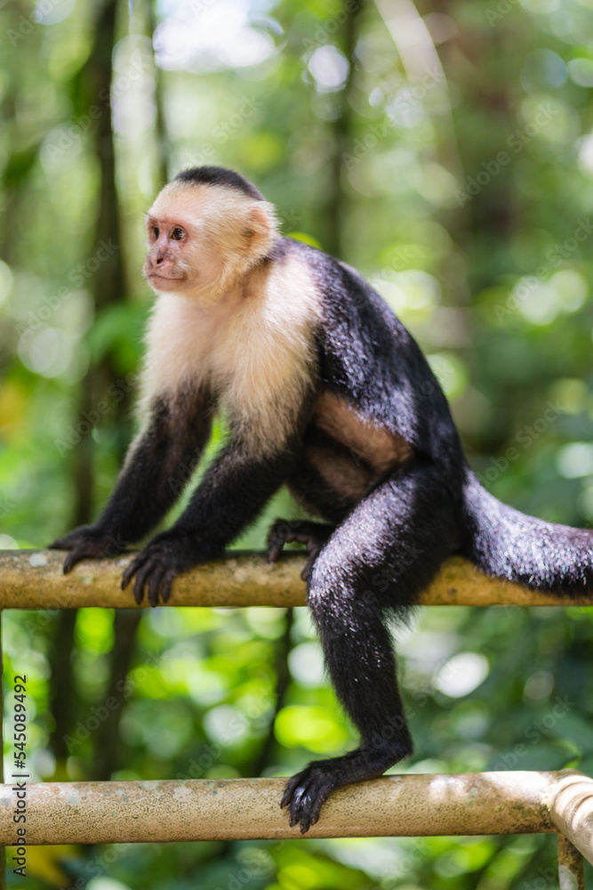 Obraz premium A monkey in Costa Rica on a railing.