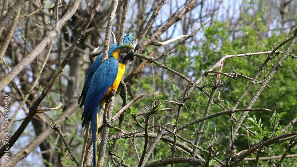 The Blue-and-yellow Macaw, Ara ararauna also known as the blue-and-gold macaw, is a large South American parrot with mostly blue top parts and light orange underparts The Blue-and-yellow Macaw, Ara ararauna also known as the blue-and-gold macaw, is a large South American parrot with mostly blue top parts and light orange underparts