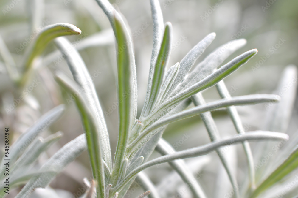 Obraz premium ラベンダーの葉