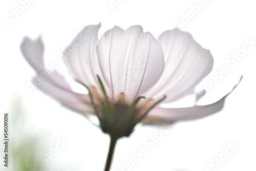 白色の花びら コスモス