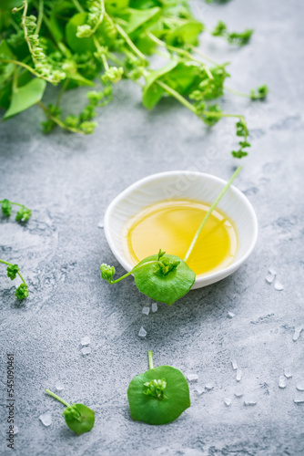 Winter purslane, Indian lettuce, with olive oil and salt. Claytonia perfoliata photo