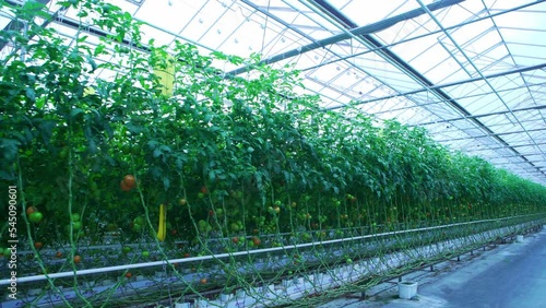 Organically grown tomatoes at the farm