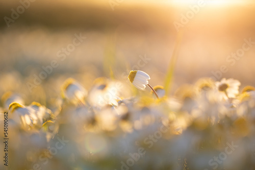 Fotografie, Tablou Close-up Of Flowering Plants On Field