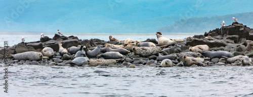 The Sea lions on the rookery on the Kamchatka Peninsula photo