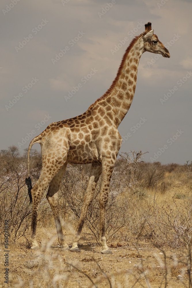 Girafe