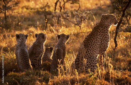 Fotobehang Cheetah On Field