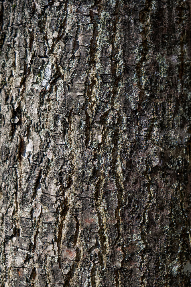 Textura tronco de árbol Textura tronco de árbol