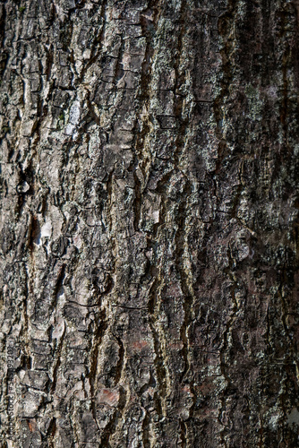 Textura tronco de árbol