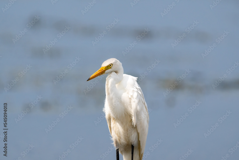 Close-up of a standing great egret Close-up of a standing great egret